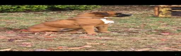 Boxer dogs for sale: Brownie - Ad 16