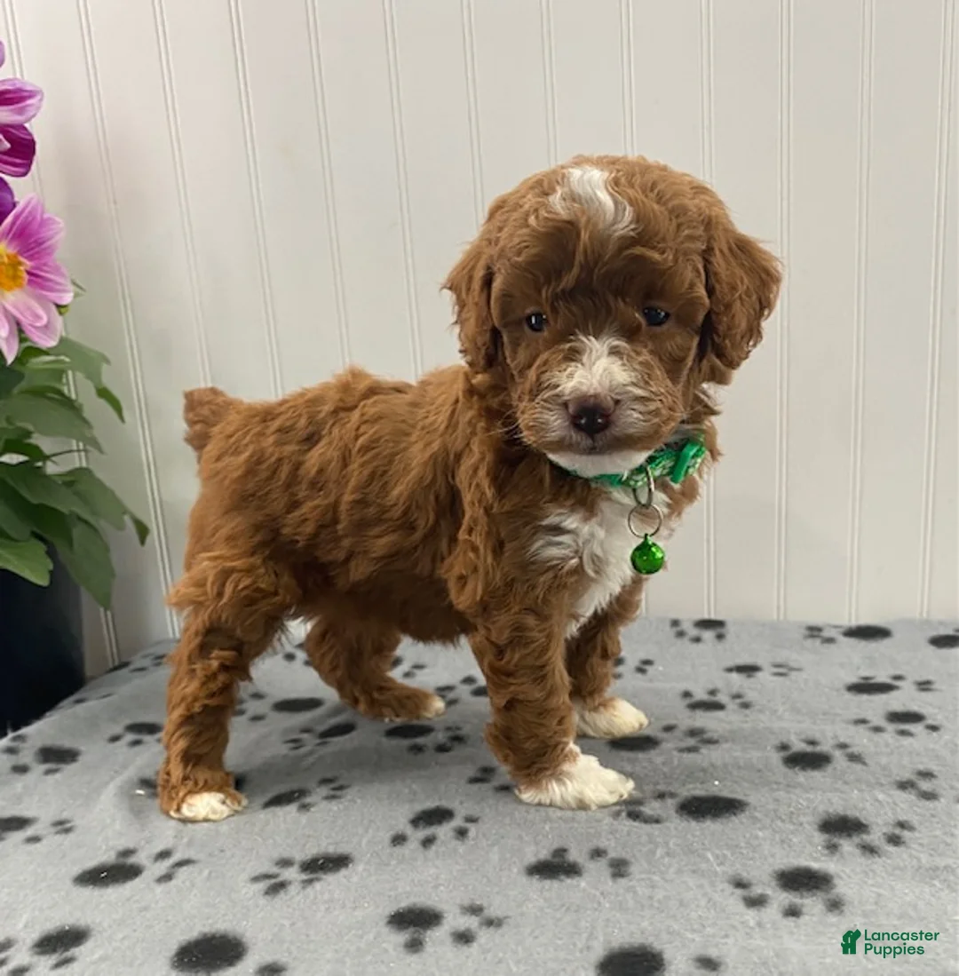 Miniature Poodle dogs for sale: Piper - Ad 2