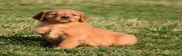 Golden Retriever dogs for sale: Tammy     Genetic/OFA - Ad 12