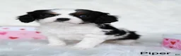 Cavalier King Charles Spaniel dogs for sale: Piper - Ad 2