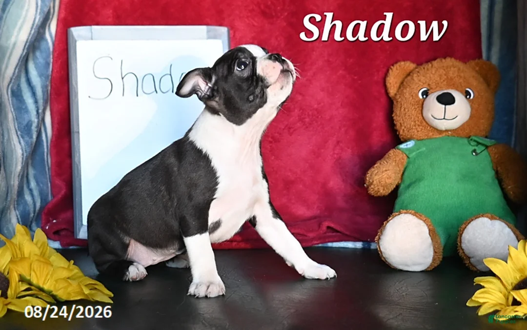 Boston Terrier dogs for sale: Shadow - Ad 1