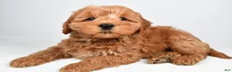 Mini Goldendoodle dogs for sale: Sterling  - Ad 6