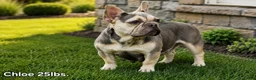 French Bulldog dogs for sale: Brielle - Ad 8