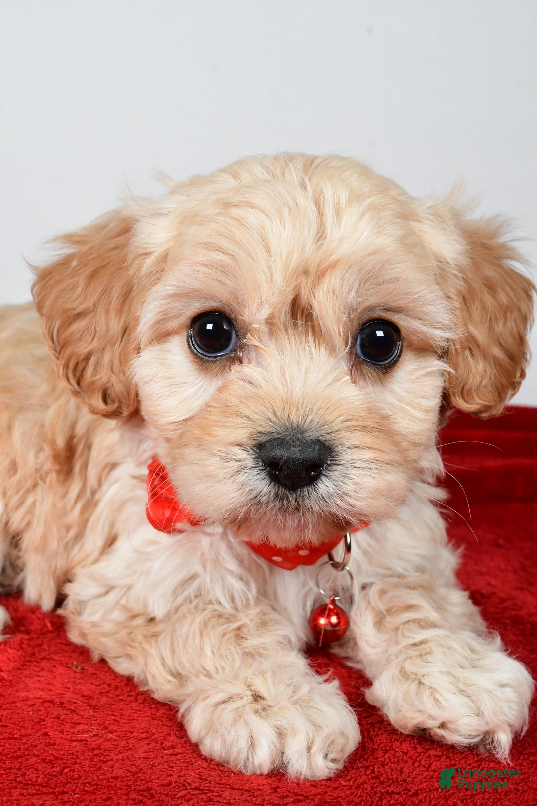 Cavachon dogs for sale: Gale - Ad 4