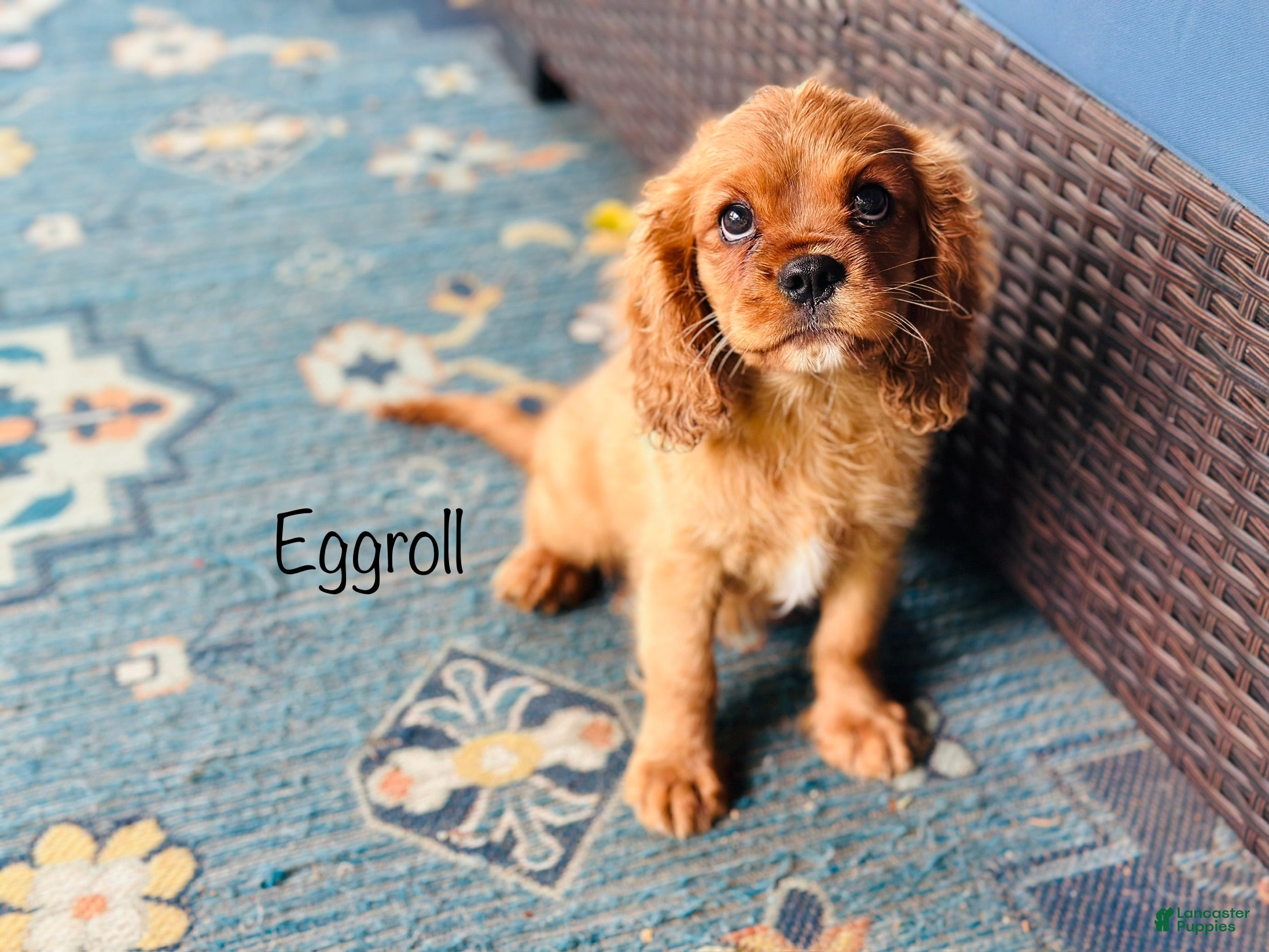 Cavalier King Charles Spaniel dogs for sale: Eggroll - Ad 1