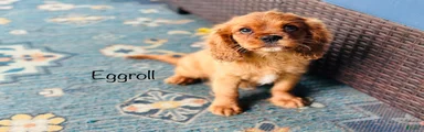 Eggroll
