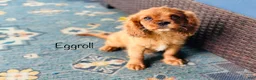 Cavalier King Charles Spaniel dogs for sale: Eggroll - Ad 1