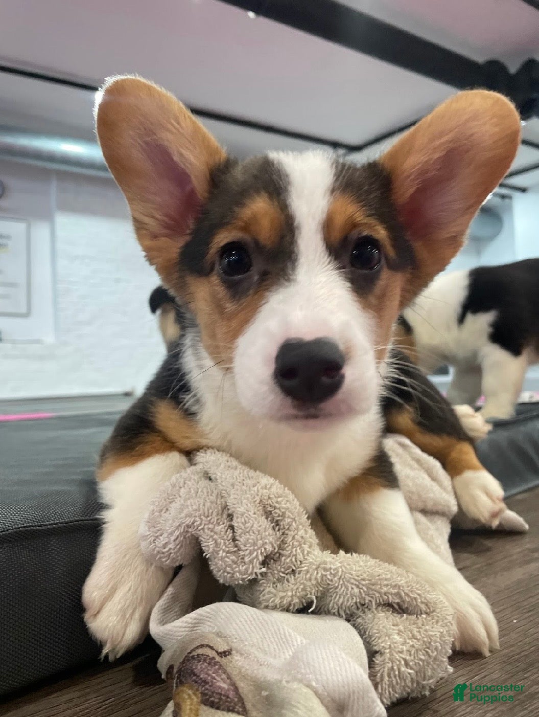 Welsh Corgi Pembroke dogs 🐾❤️Clara Corgi - Ad 2