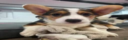 Welsh Corgi Pembroke dogs for sale: 🐾❤️Clara Corgi - Ad 2