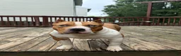 American Bully dogs for sale: Champ - Ad 3