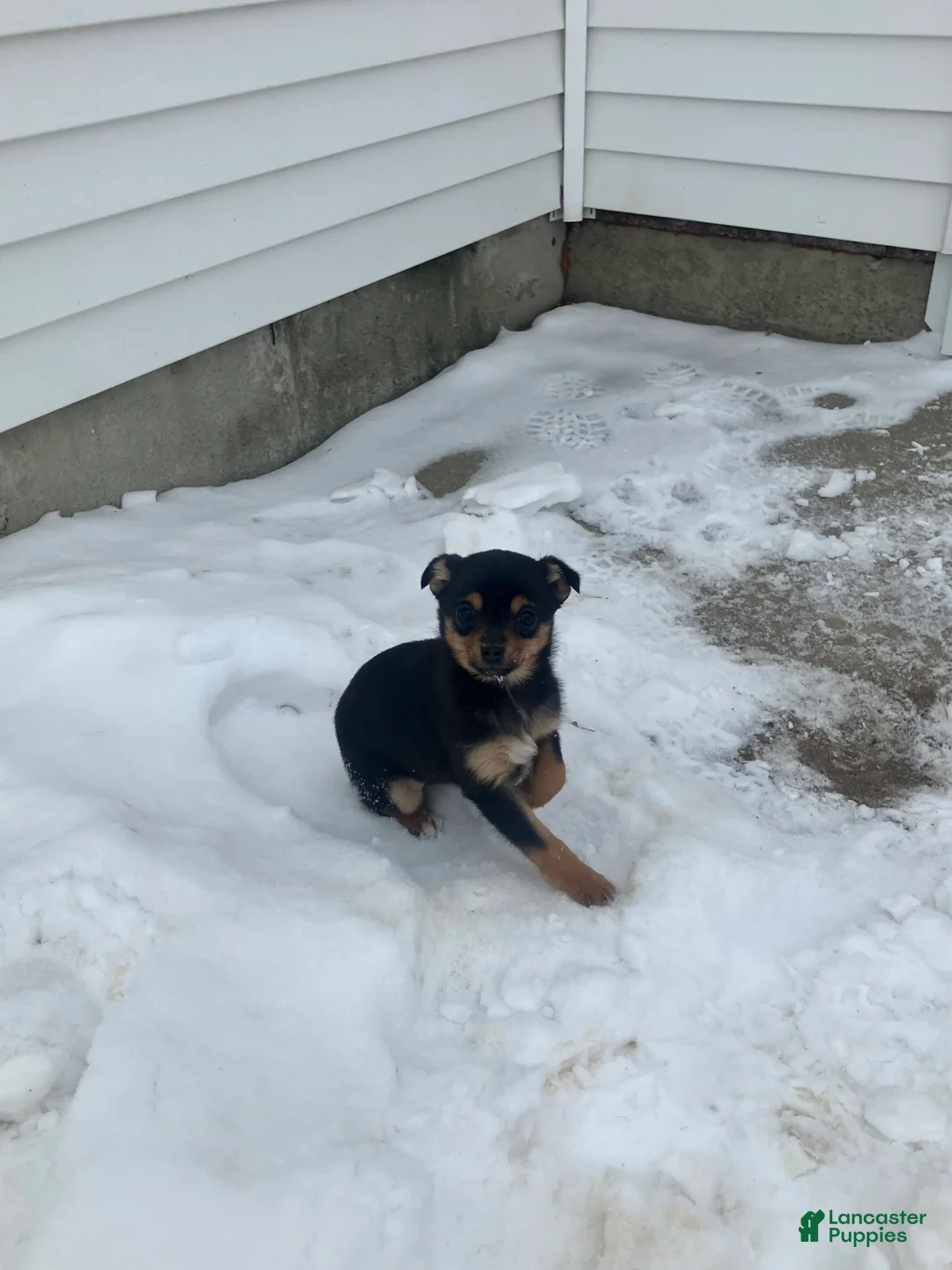 Mixed Breed dogs for sale: Nancy - Ad 3