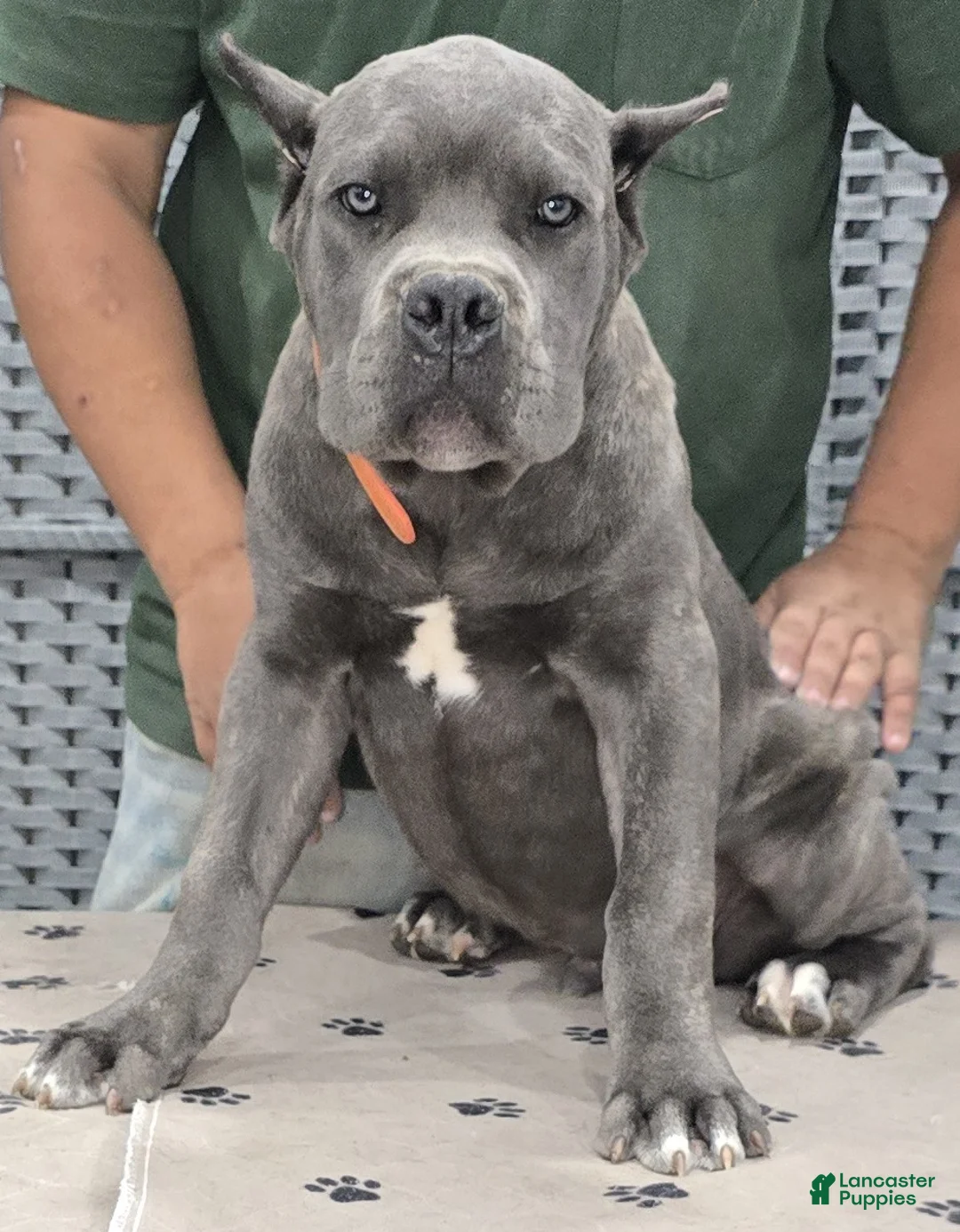 Cane Corso dogs for sale: Cane Corso Puppy 2 - Ad 4