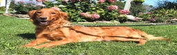 Golden Retriever dogs for sale: Willow  - Ad 4