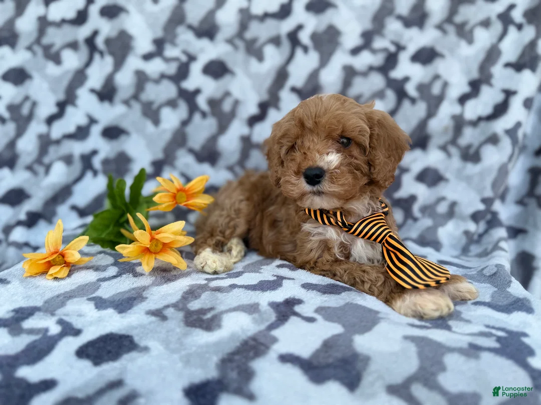 Cavapoo dogs for sale: Titus - Ad 2