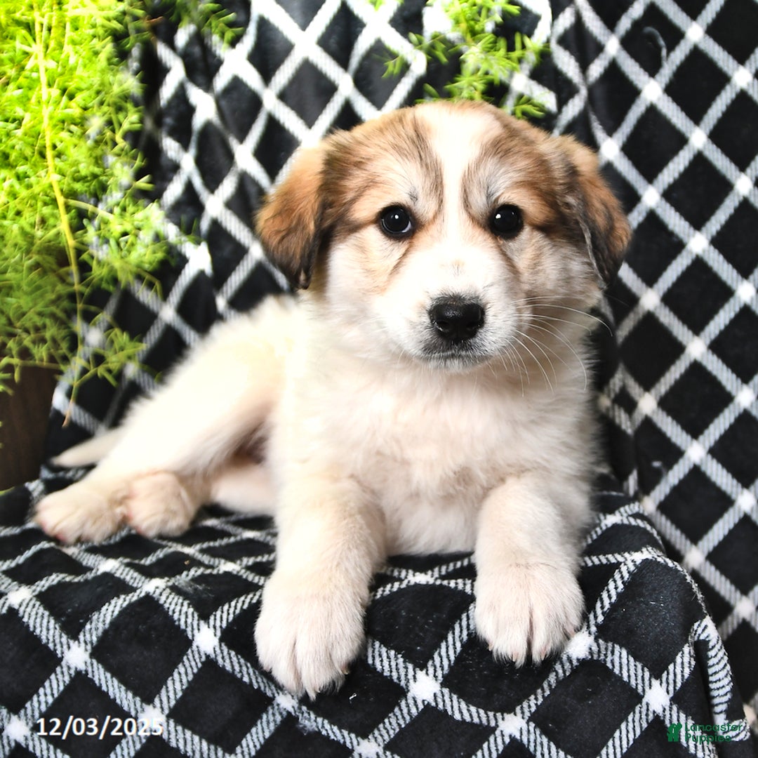 Great Pyrenees dogs for sale: Allie - Ad 1