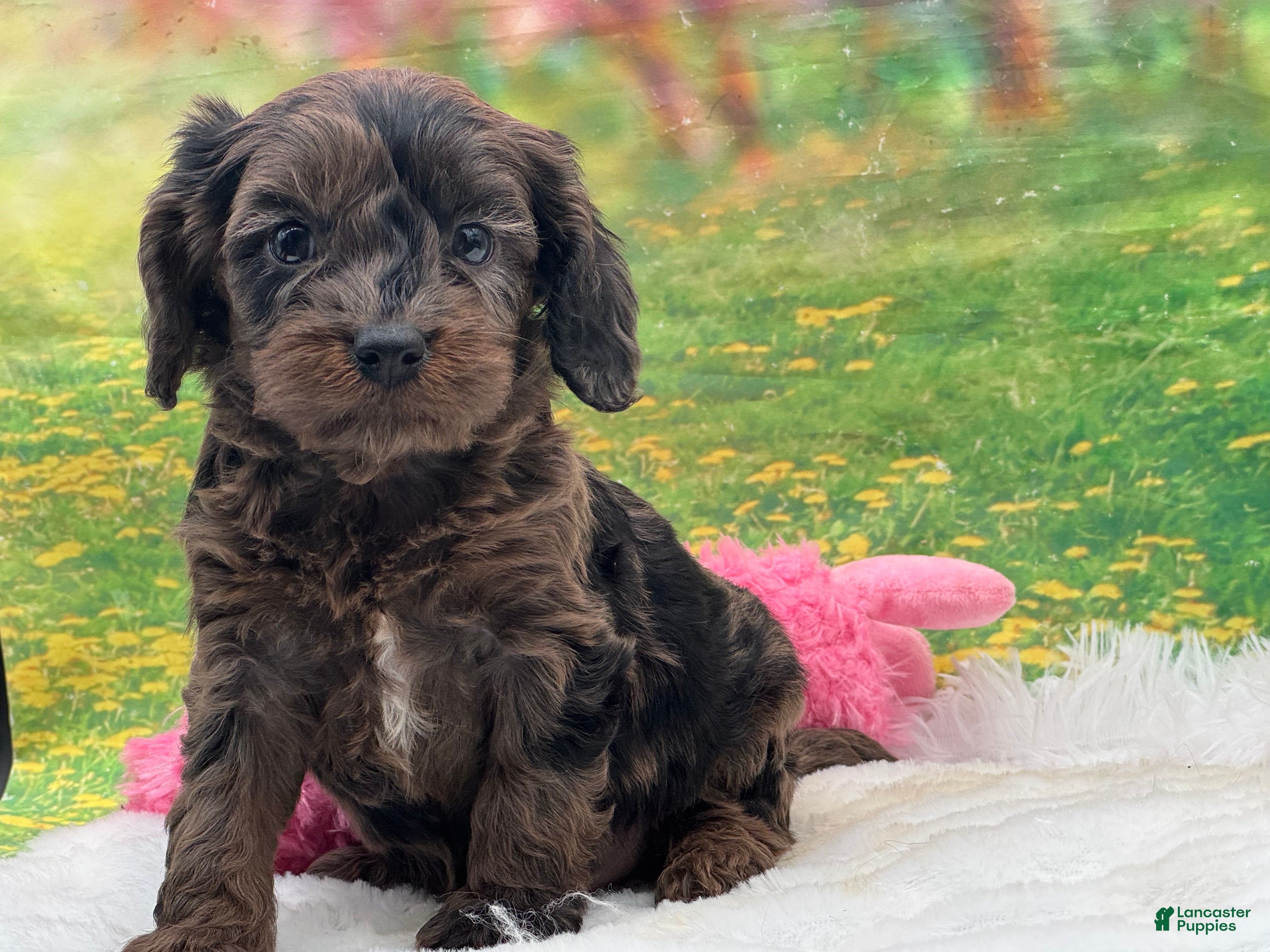 Cavapoo dogs Chip - Ad 24