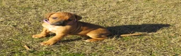 Rhodesian Ridgeback dogs for sale: Rhodesian Ridgeback Puppy 4 - Ad 3