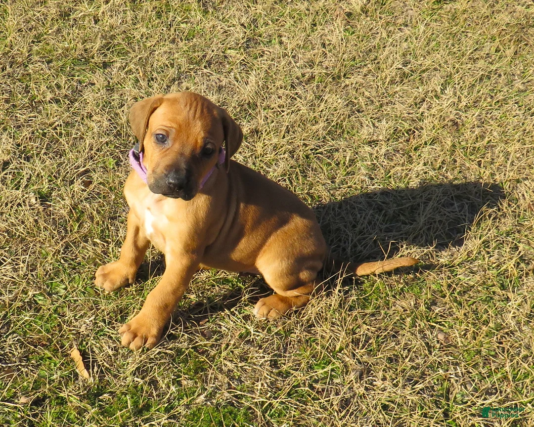 Rhodesian Ridgeback dogs for sale: Rhodesian Ridgeback Puppy 4 - Ad 3