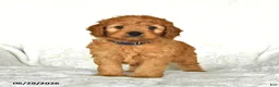 Cockapoo dogs for sale: Cutie - Ad 1