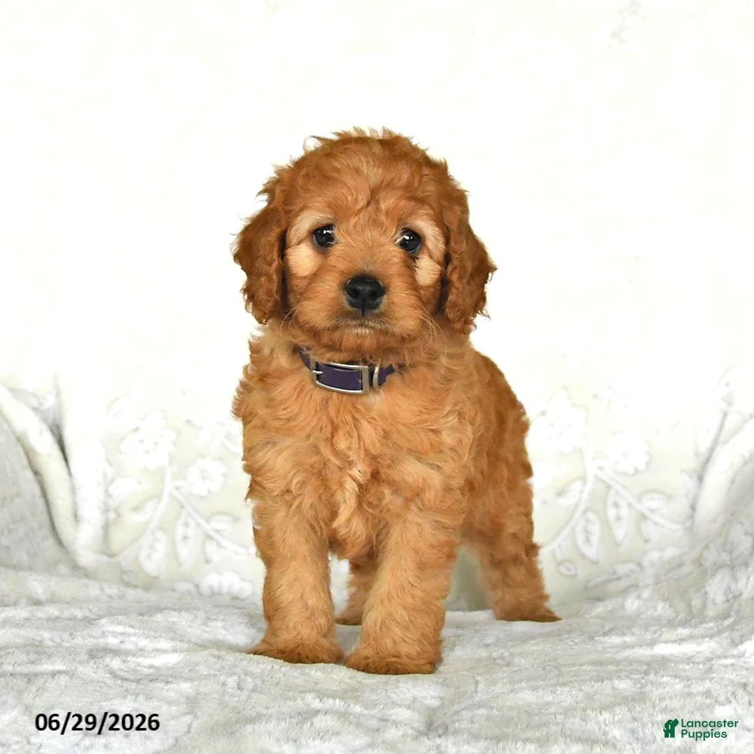 Cockapoo dogs for sale: Cutie - Ad 1