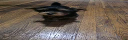 Yorkshire Terrier dogs for sale: Yorkshire Terrier 5 - Ad 2