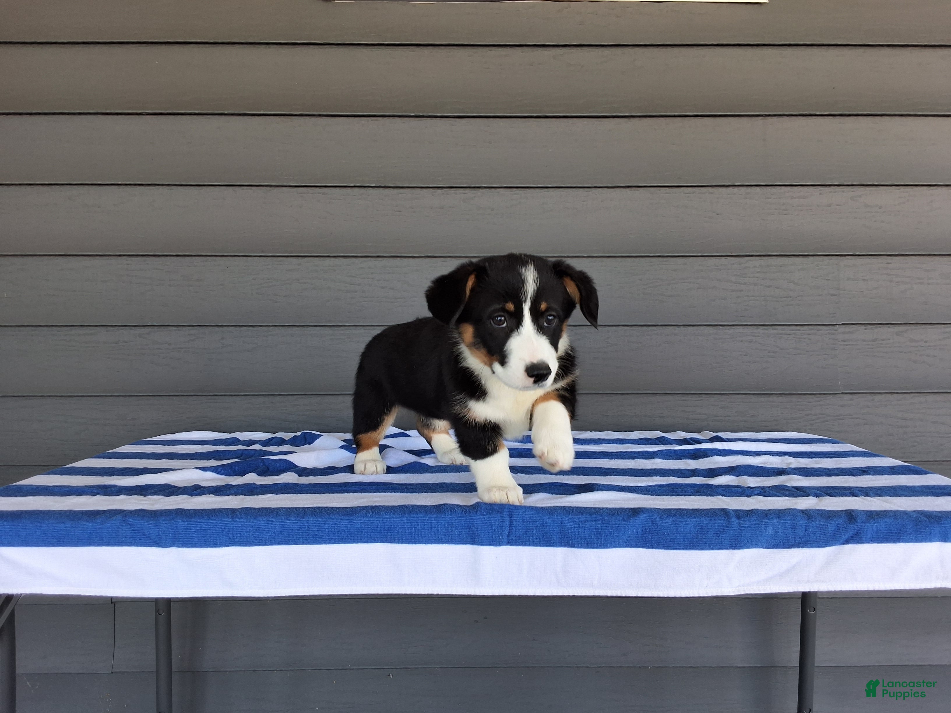 Welsh Corgi Pembroke dogs Della - Ad 1