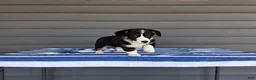Welsh Corgi Pembroke dogs for sale: Della - Ad 1
