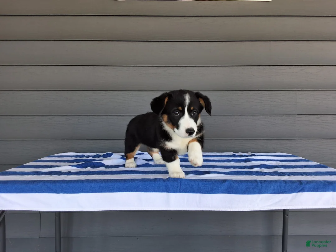 Welsh Corgi Pembroke dogs for sale: Della - Ad 1