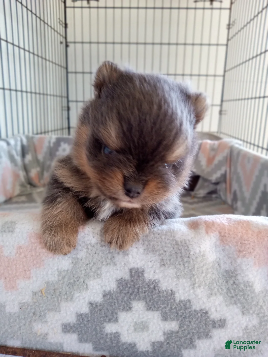 Pomeranian dogs for sale: Pomeranian Puppy 1 - Ad 2