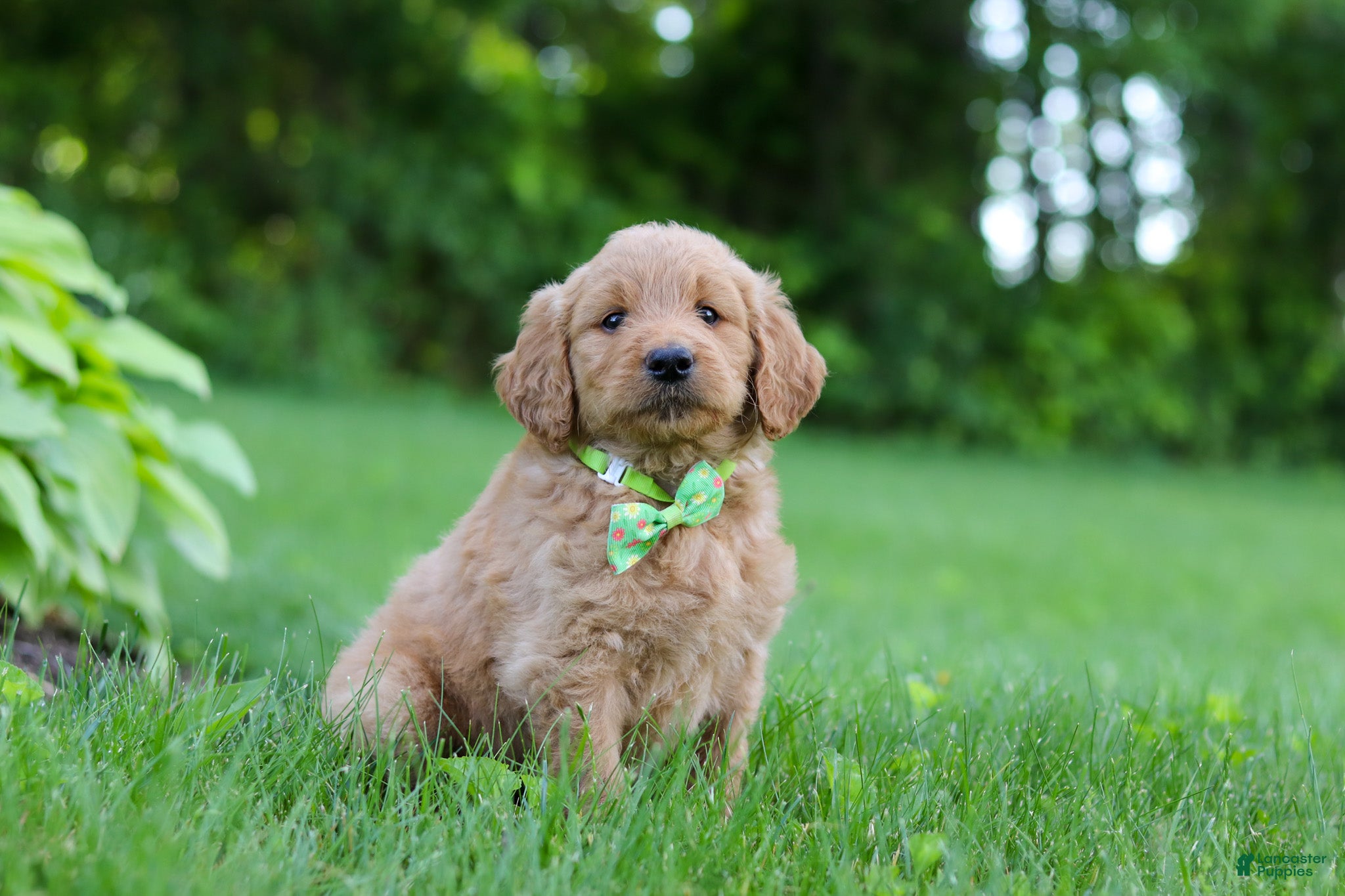 Goldendoodle dogs Buddy - Ad 2