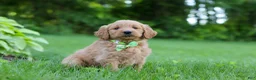 Goldendoodle dogs for sale: Buddy - Ad 2