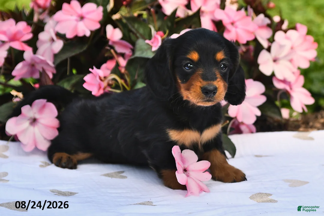 Miniature Dachshund dogs for sale: Sophie - Ad 1