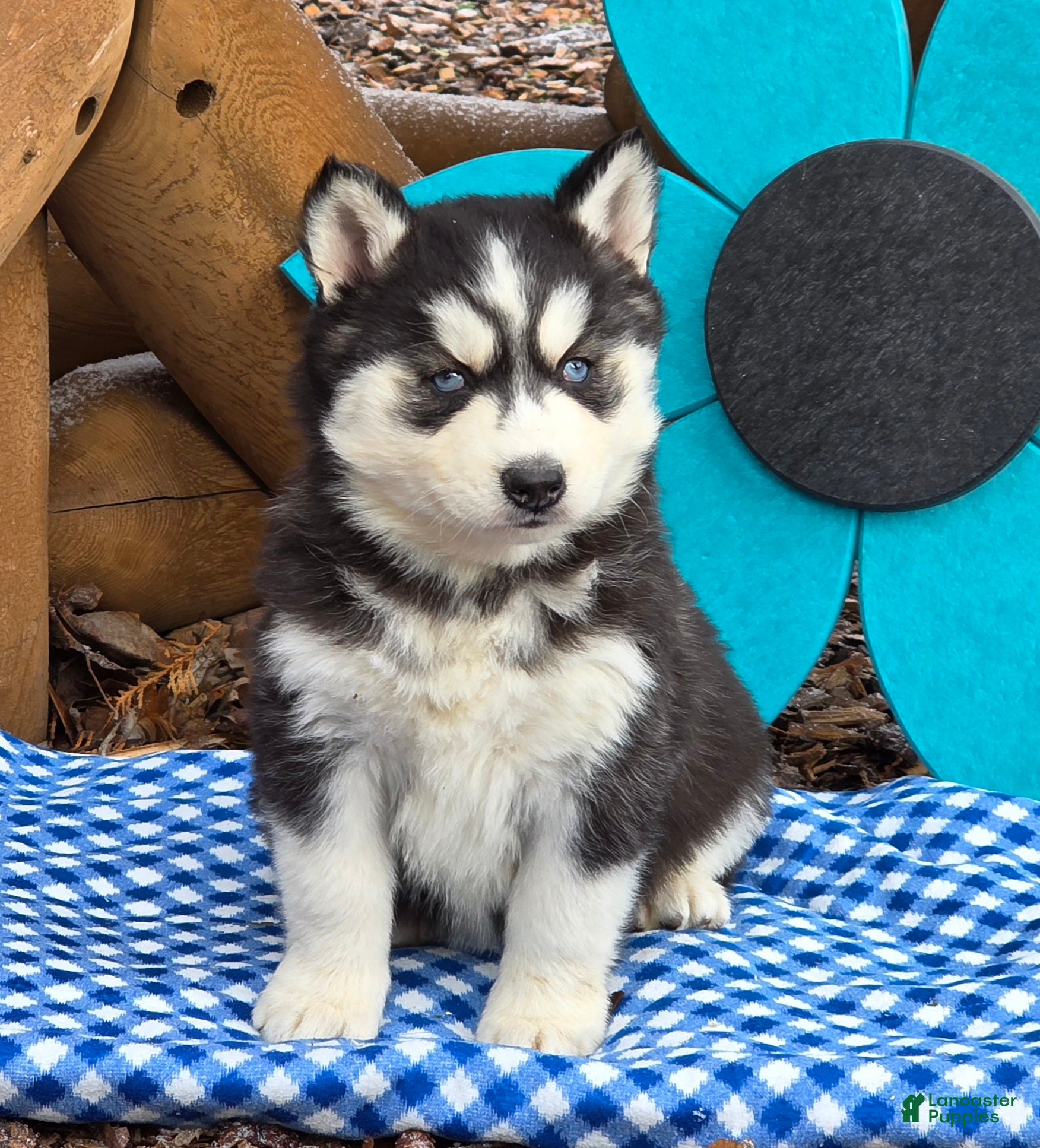 Siberian Husky dogs Trina - Ad 1