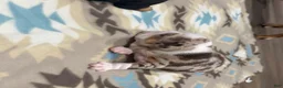 English Bulldog dogs for sale: Male Black Tri - Ad 5