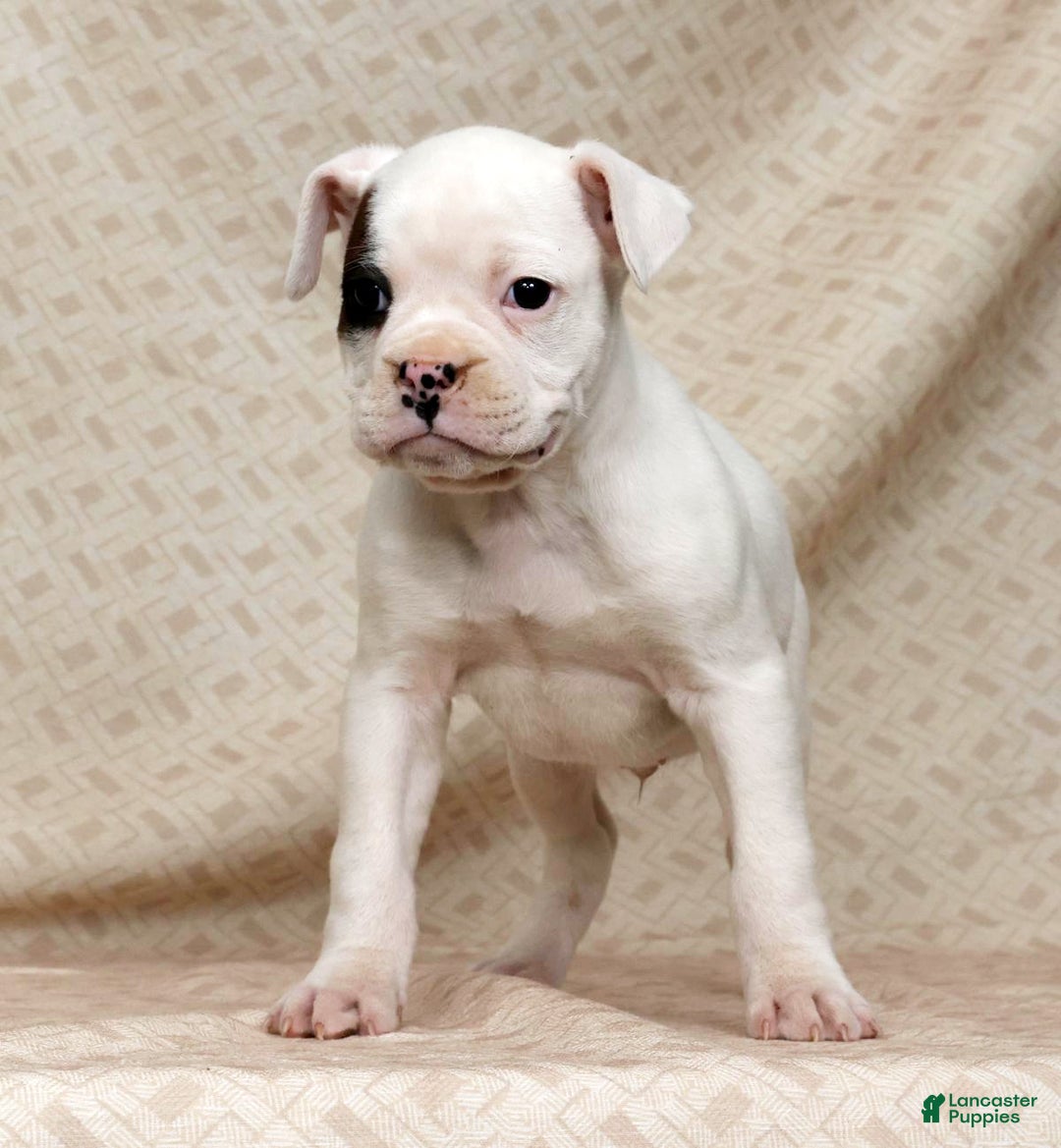 Boxer dogs for sale: Winchester - Ad 8