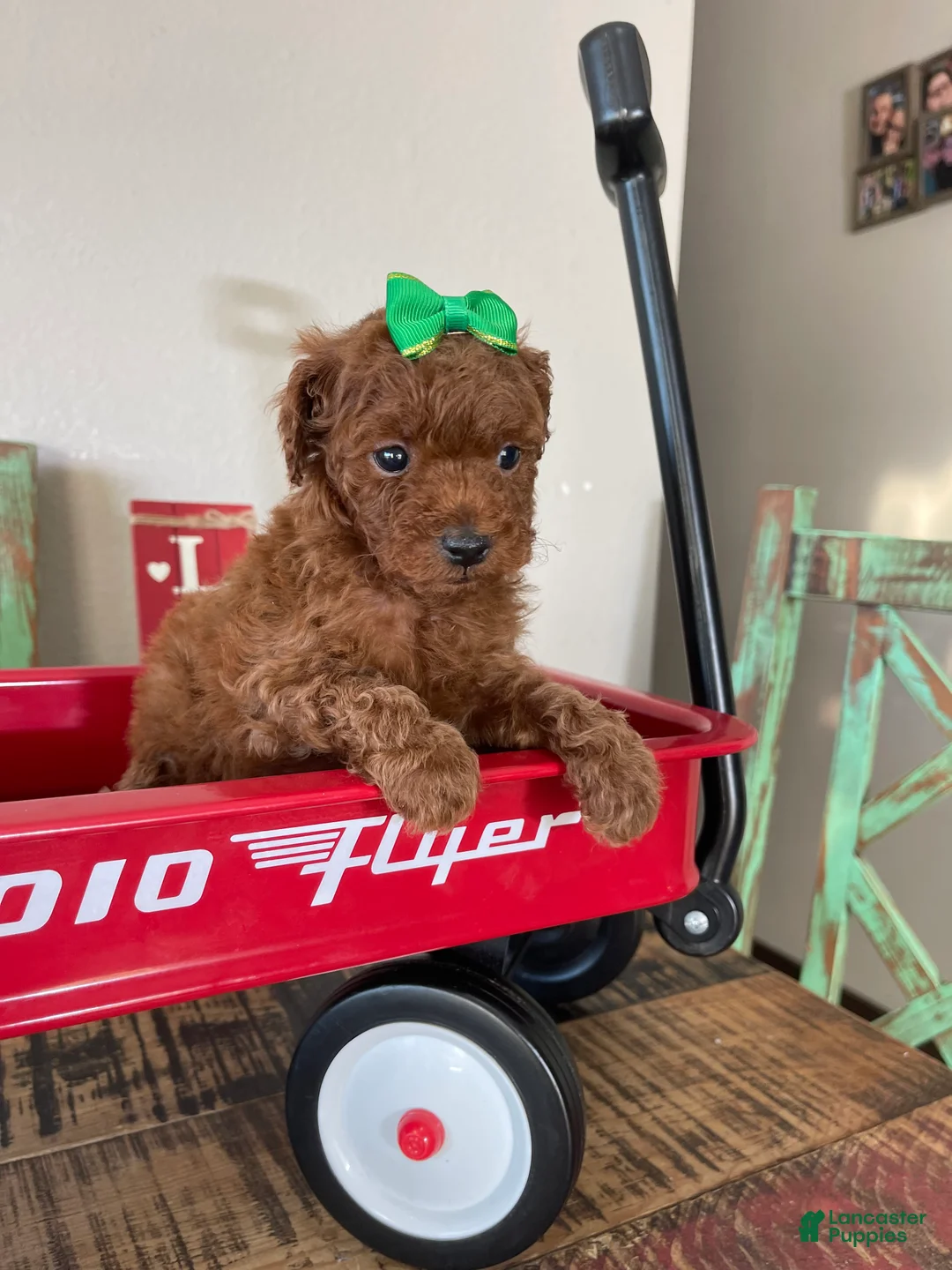 Toy Poodle dogs for sale: Akc Bred Color Red Green Bow - Ad 7
