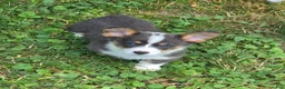 Welsh Corgi Pembroke dogs for sale: Lobo the low rider  - Ad 10
