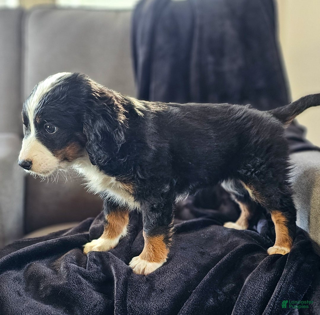 Mini Bernedoodle dogs for sale: Ivy - Ad 4
