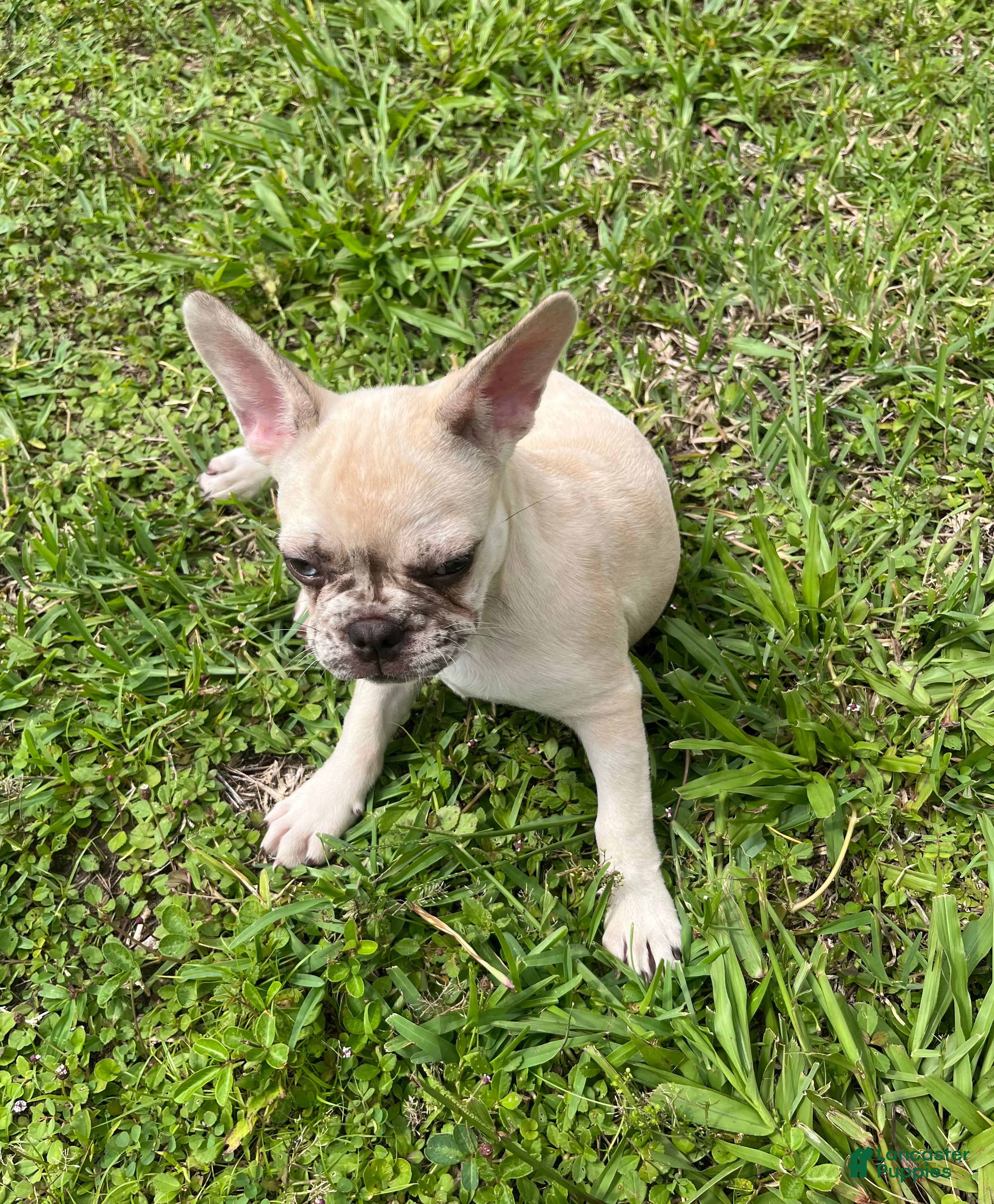 French Bulldog dogs Cinnamon  - Ad 1