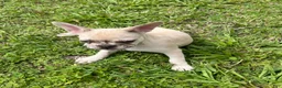 French Bulldog dogs for sale: Cinnamon  - Ad 1