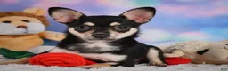 Chihuahua dogs for sale: Callie - Ad 8