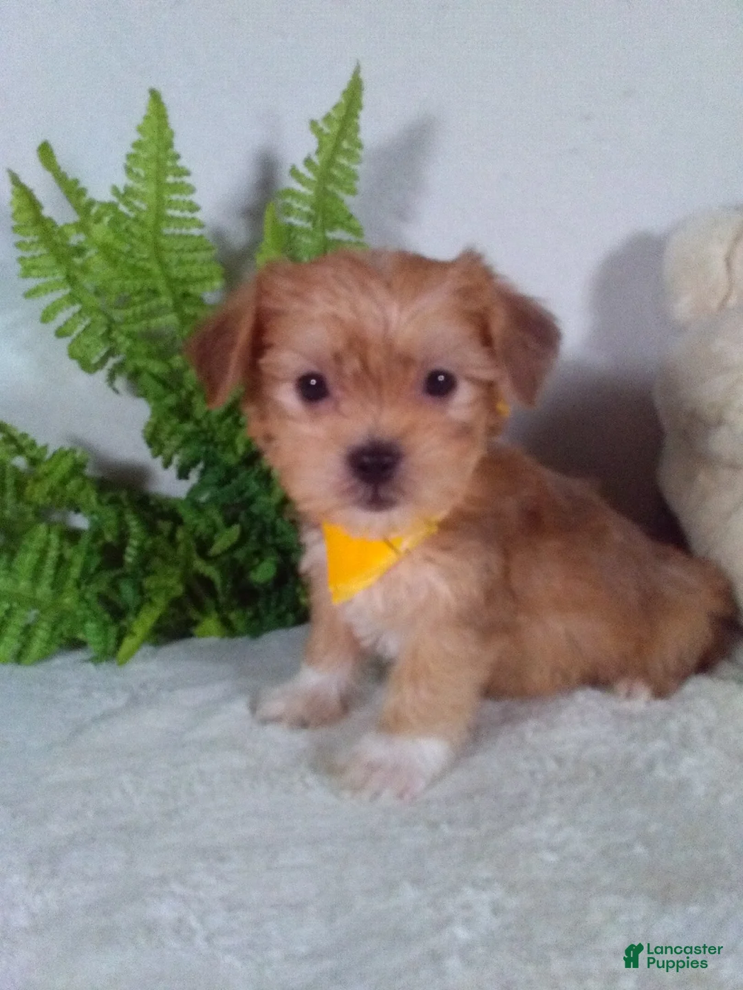 Shorkie dogs for sale: Prince - Ad 1
