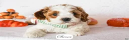 Cavapoo dogs for sale: Choux - Ad 5