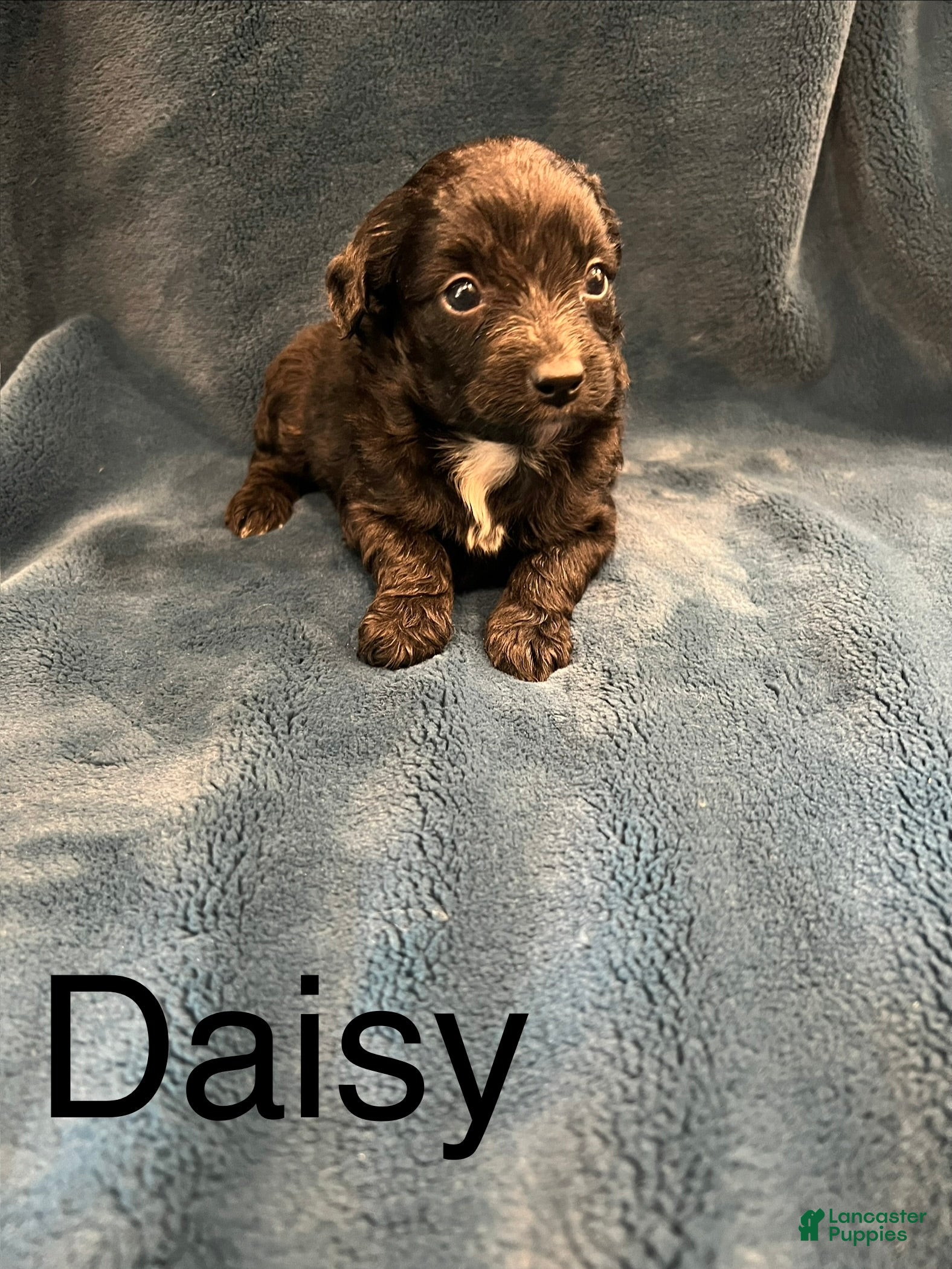 Mixed Breed dogs Daisy  - Ad 15