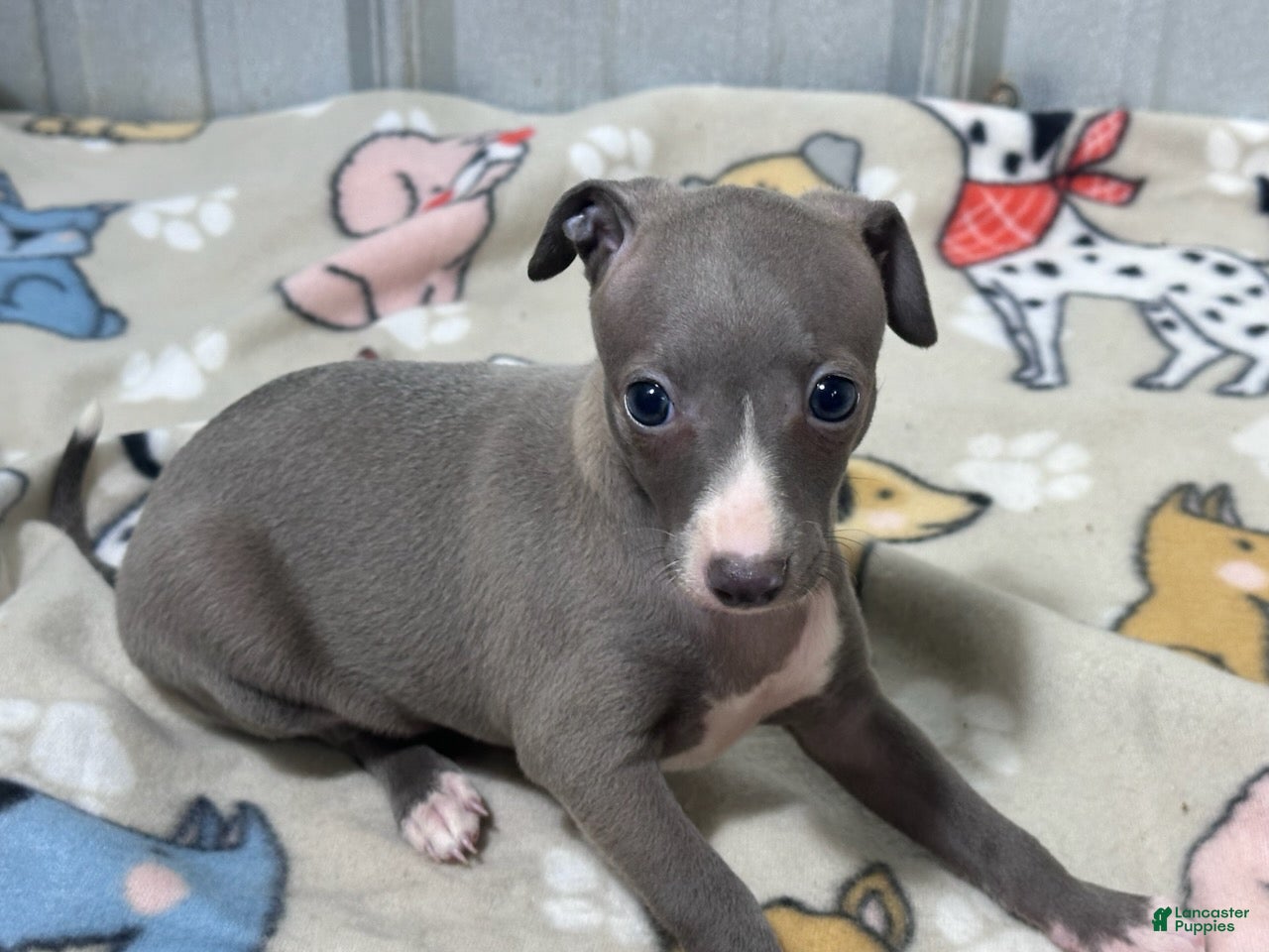 Italian Greyhound dogs Bree - Ad 1