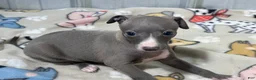 Italian Greyhound dogs for sale: Bree - Ad 1