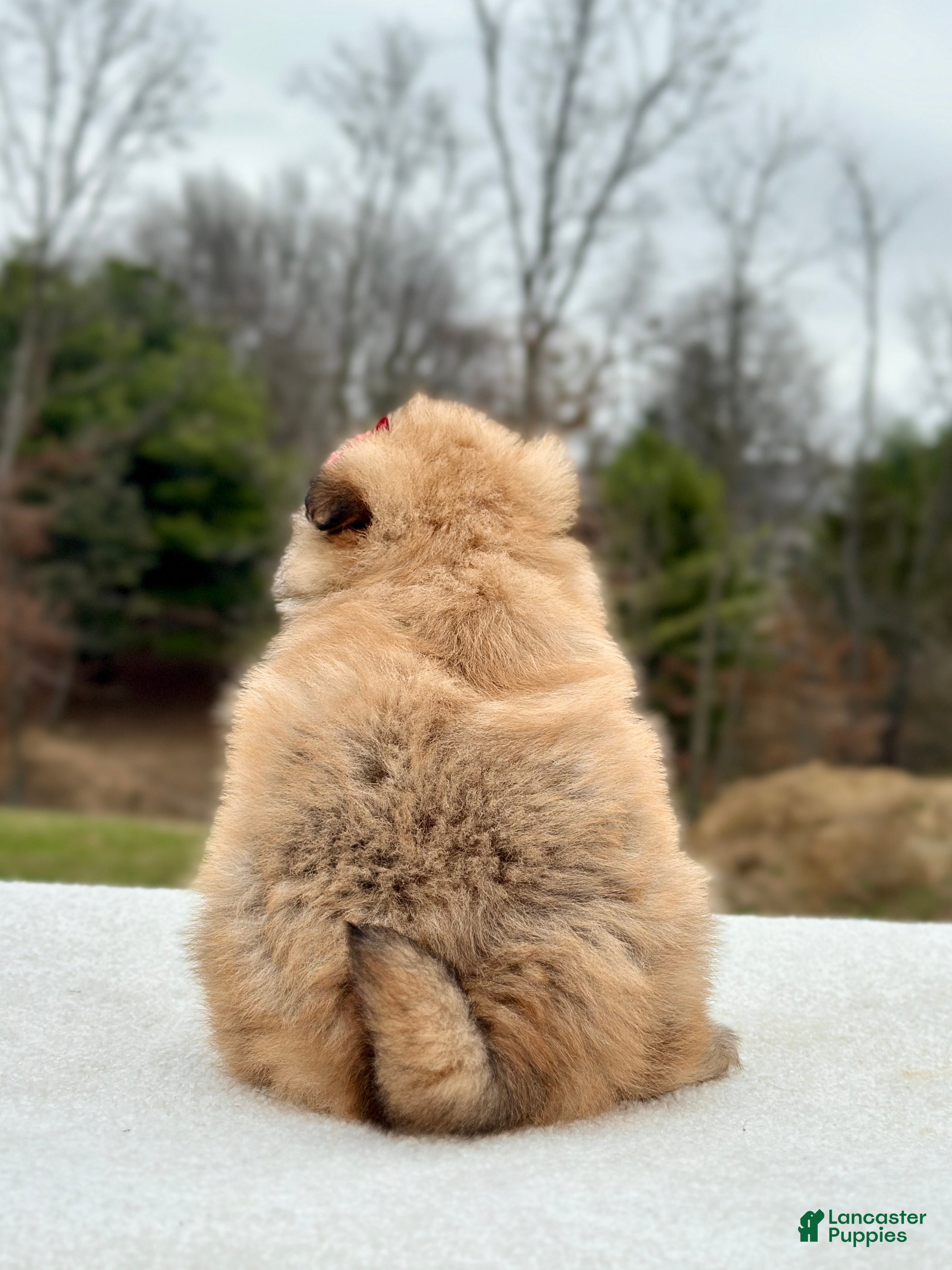 Pomeranian dogs Bella - Ad 2