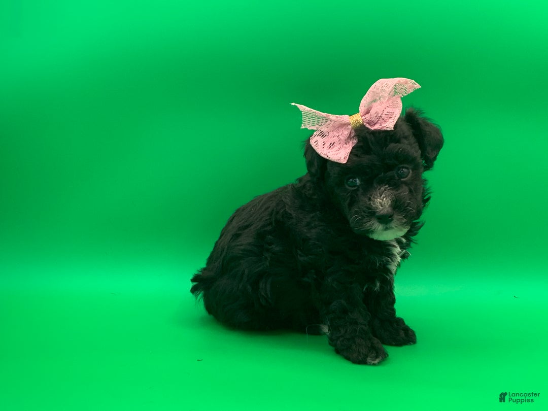 Toy Poodle dogs for sale: becky - Ad 5