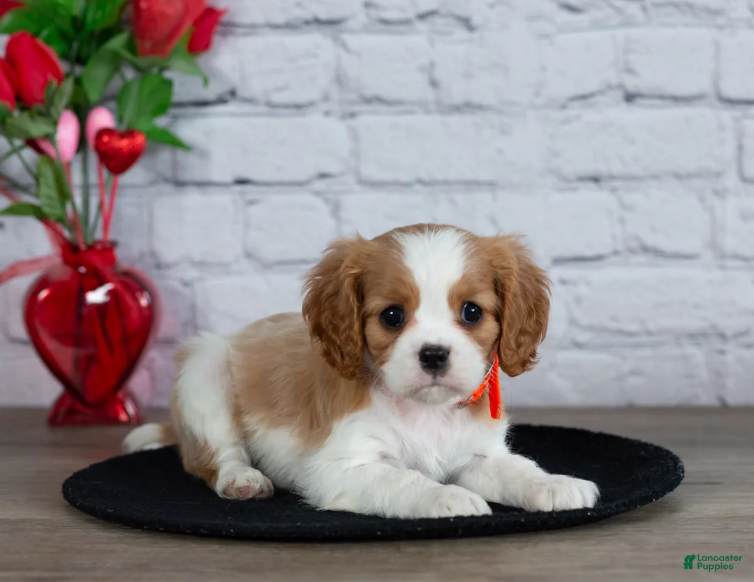 Cavalier King Charles Spaniel dogs for sale: Laurel - Ad 3