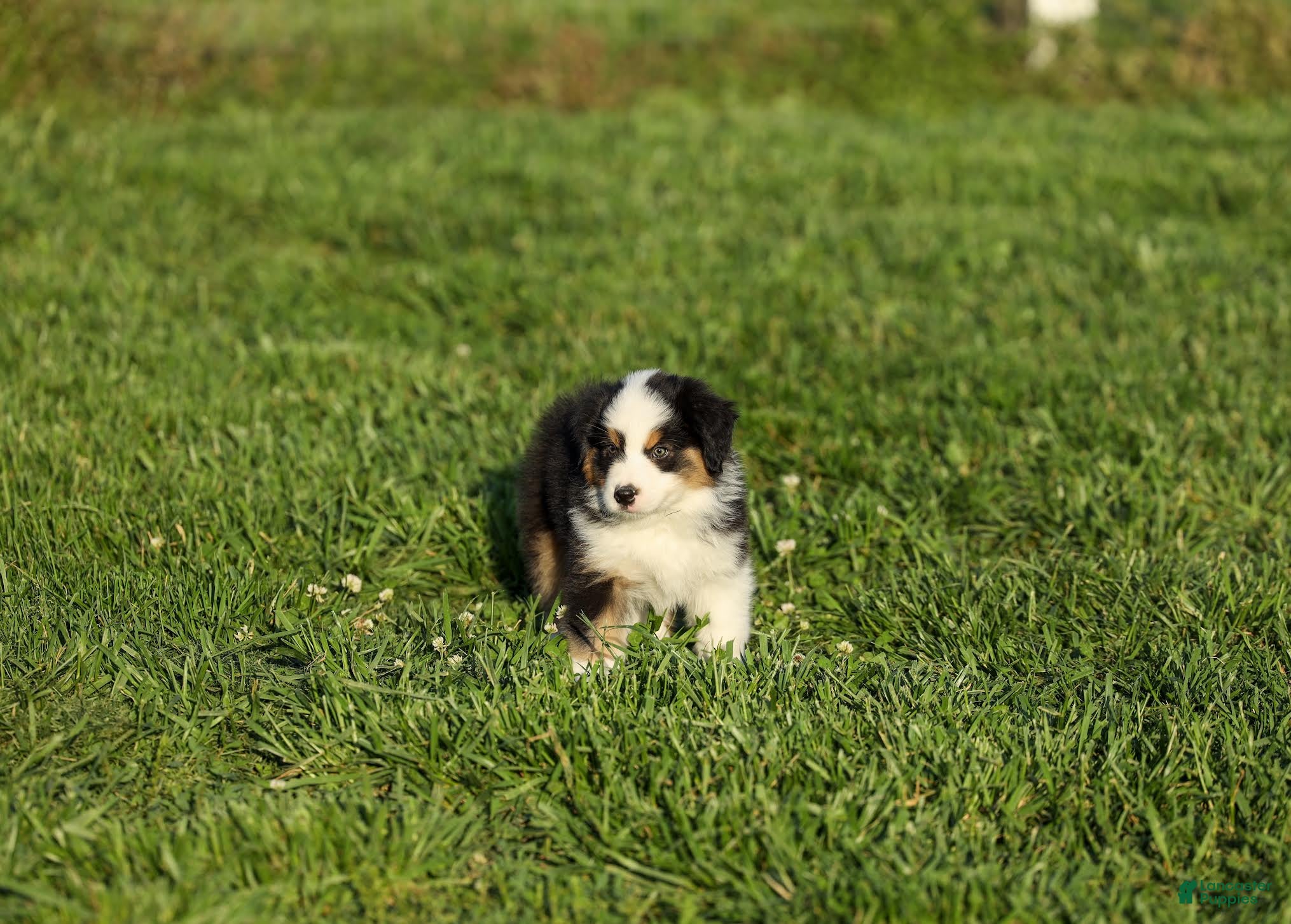 Miniature Australian Shepherd dogs Ladon Miniature Australian Shepherd Puppy  - Ad 1